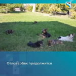 В Беляевском районе продолжается отлов безнадзорных животных